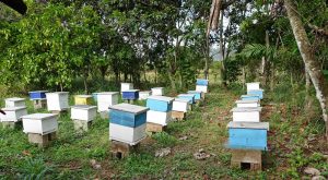 Bienenprojekt im CFI-Kinderdorf Dom. Rep., Das Kinderdorf „Las Palmas“ in der Dominikanischen Republik